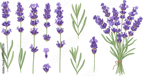 Botanical vector illustration set featuring purple lavender flowers stems green leaves and a tied aromatic bouquet bundle