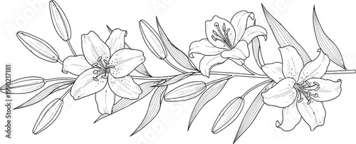 Detailed botanical vector illustration of blooming lilies and flower buds in a black and white line style