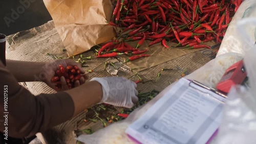 Female hands selecting and sorting red chili peppers from paper bag at market stall. Fresh vegetable selling concept