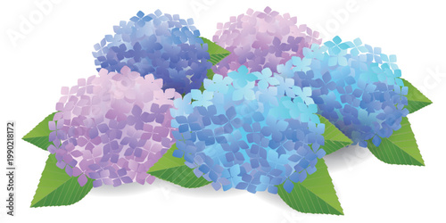 Beautiful colorful hydrangea flowers in summer