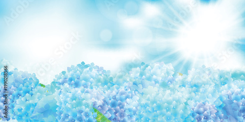 Beautiful Blue Hydrangea Flowers Under the Bright Sunny Sky