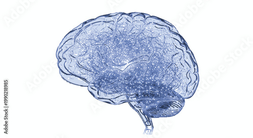 Human Brain Anatomy Illustration with Neural Network Connections