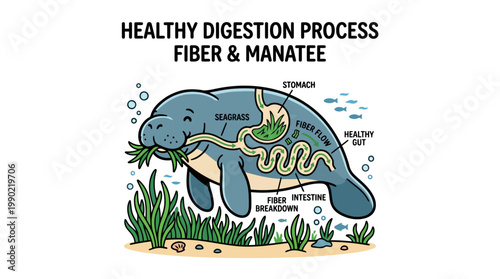 Manatee Digestive System Anatomy Illustration Healthy Digestion Process.