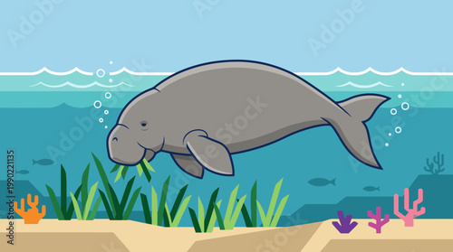 Manatee Swimming Underwater Among Sea Grass.