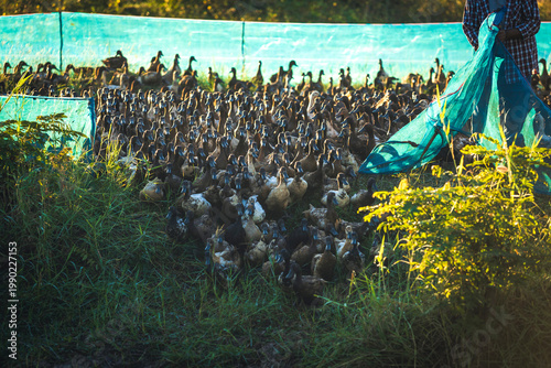 Farmer oversees a large flock of ducks on a rural farm in golden hour light