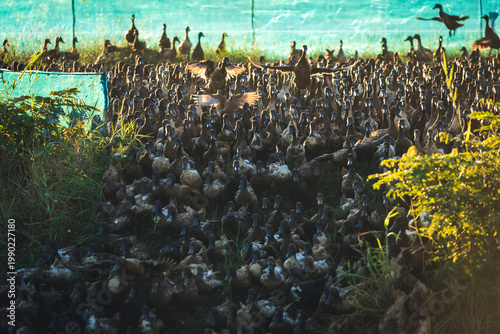 Large flock of ducks moving freely on a rural farm during golden hour in the morning.