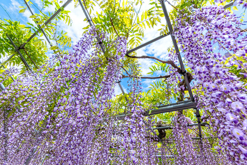 咲きさがる六尺フジ　2