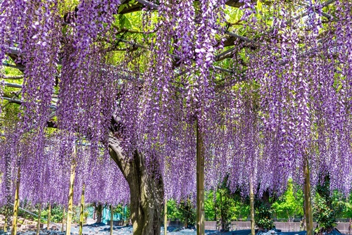 咲きさがる六尺フジ