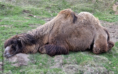 Photos Bactrian camel sleeping with its head on the ground