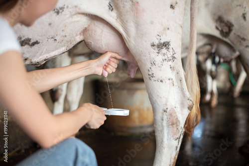 Fotografie Close-up of a female farmer performing a CMT (California Mastitis Test) on a cow's udder in a dairy farm