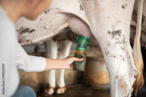 Принти на полотні Close-up of a female farmer applying disinfectant using a teat dip cup on a cow's udder