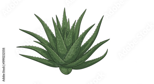 Detailed illustration of a green aloe vera succulent plant with spiky leaves isolated on a clean white background for herbal themes.