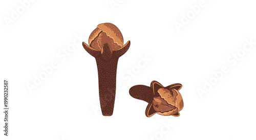 Two dried whole cloves spice seeds isolated on a plain white background for culinary recipes and traditional medicinal uses.