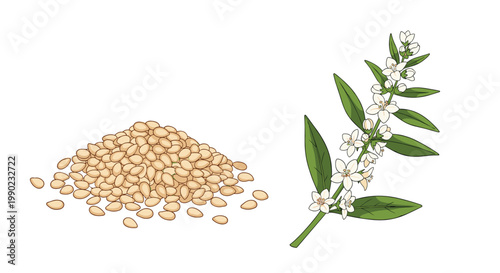Small pile of hulled sesame seeds next to a flowering sesame plant sprig with white blossoms and green leaves on white.