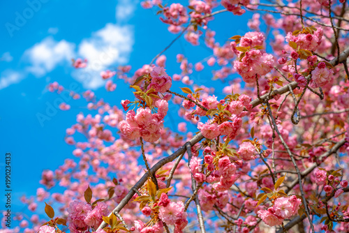 Pink double cherry blossoms blooming against clear blue sky. Close up of Kwanzan cherry tree branches with pink flowers in Central Park New York City. Sunny spring day.