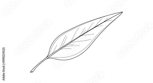Minimalist black and white line art drawing of a single tapered leaf showing its veins and stem on a white background.