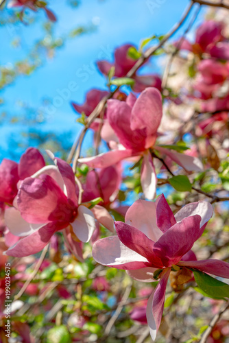 Saucer magnolia blossoms in bloom against clear sky. Macro shot of pink and white magnolia petals on a tree in Central Park New York. Spring season.