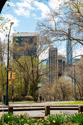 Vertical view of Manhattan skyscrapers from Central Park path. Skyscrapers including residential towers rising behind trees and yellow daffodils in Central Park New York.