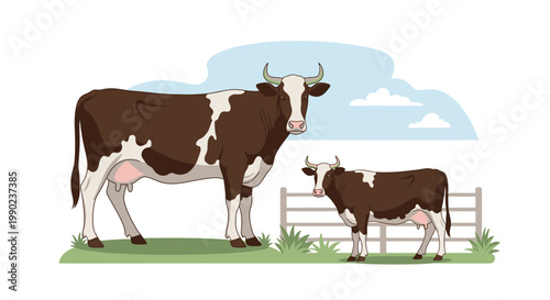 Two Brown and White Cows, Mother and Calf, Grazing in a Field with Fence