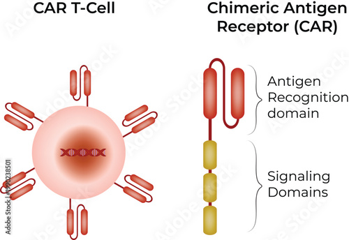 Chimeric Antigen Receptor (CAR) T-cell Diagram Vector Illustration