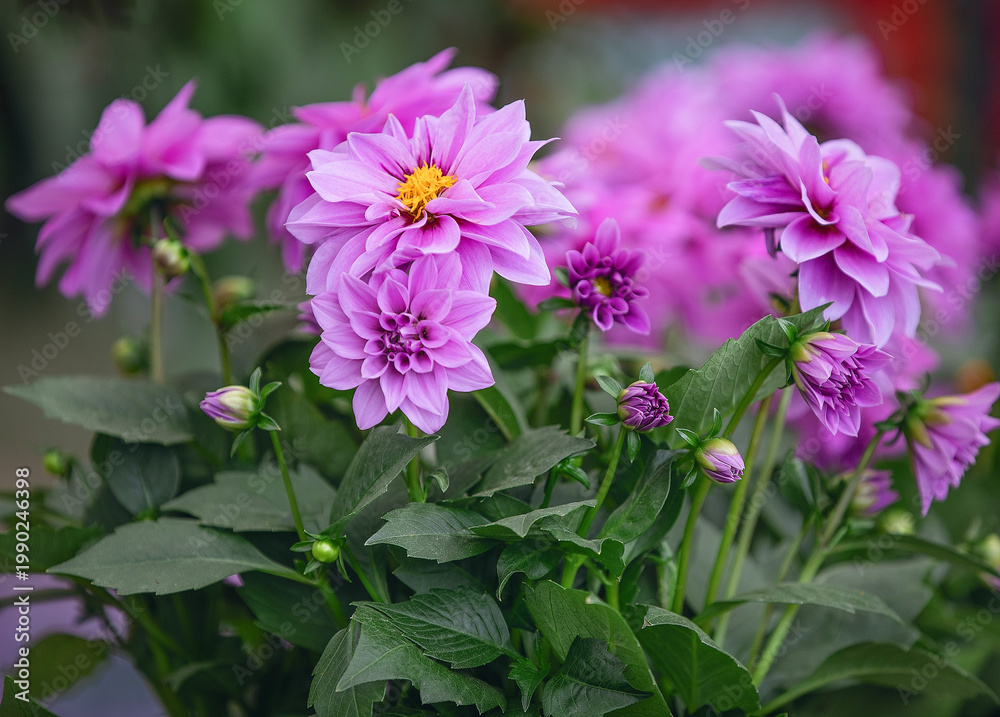 Fototapeta premium A lushly blooming lilac dahlia