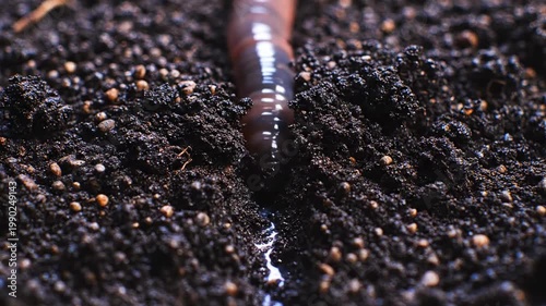 Macro footage of an earthworm traveling along a damp furrow through dark soil, with reflective moisture tracing its path and emphasizing underground hydration, movement, and fertile terrain