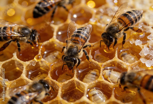 Busy bees on honeycomb with honey and wax cells