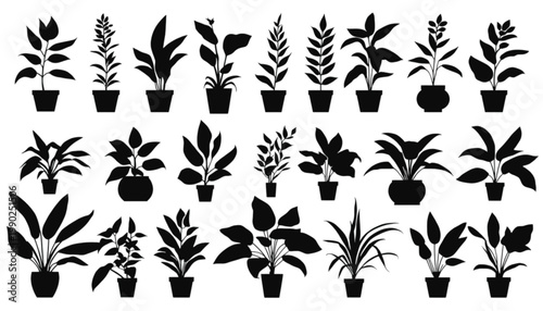Houseplants arranged in a collection show various species of indoor foliage potted in containers to create a decorative garden set for home interior design projects that require botanical silhouettes.