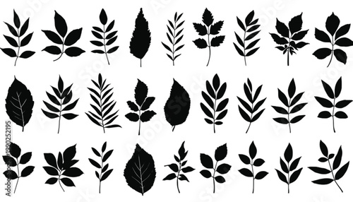 Branches and foliage presented in a detailed set of black silhouettes provide a wide range of organic forms that are ideal for natural arrangements or modern minimalist design compositions.