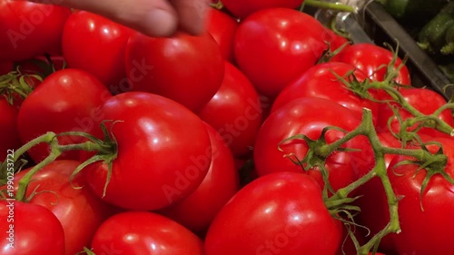 Close up of hand picking ripe red tomato from pile of fresh tomatoes at market