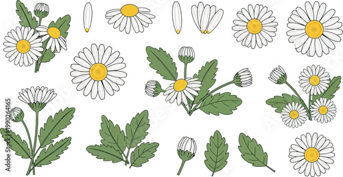 Set of hand-drawn daisy flowers and leaves, isolated on a white background, perfect for various design projects and illustrations