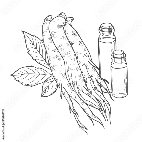 Set panax ginseng. Glass bottle of tincture. Vector engraving vintage illustration for traditional medicine. Isolated on white background