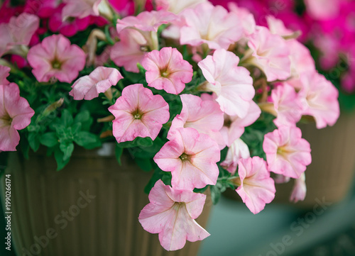 Foto Brightly blooming petunias in a pot at a garden farm.