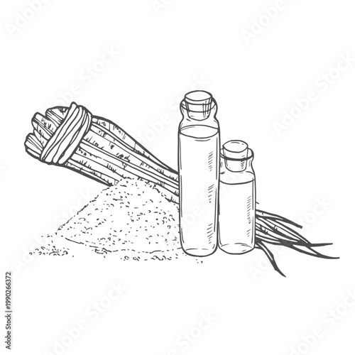 Ginseng root, hand drawn sketch, engraving style, realistic vector monochrome illustration