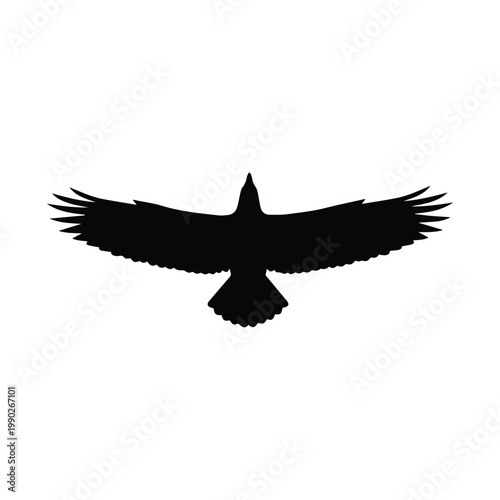 Silhouette of a bird of prey in flight