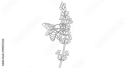 Bee on a lavender flower branch.