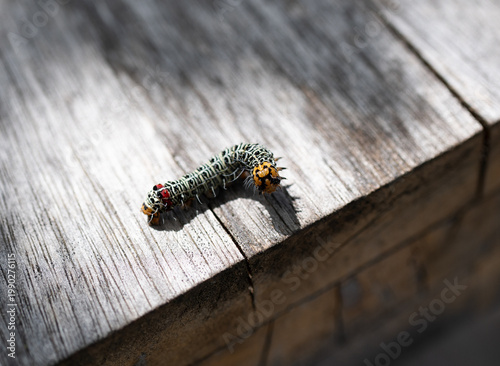 Bild auf Leinwand Spiky caterpillar with distinctive black and white patterns, red head and tail, crawling on weathered grey wood surface