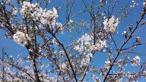 Handheld Camera Video of Sakura Branches Against Sky