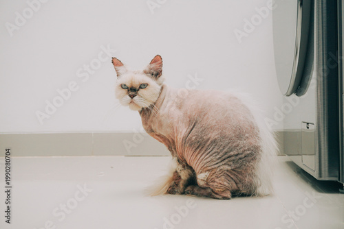 Obraz na plátně A hairless cat sitting on the floor next to a washing machine