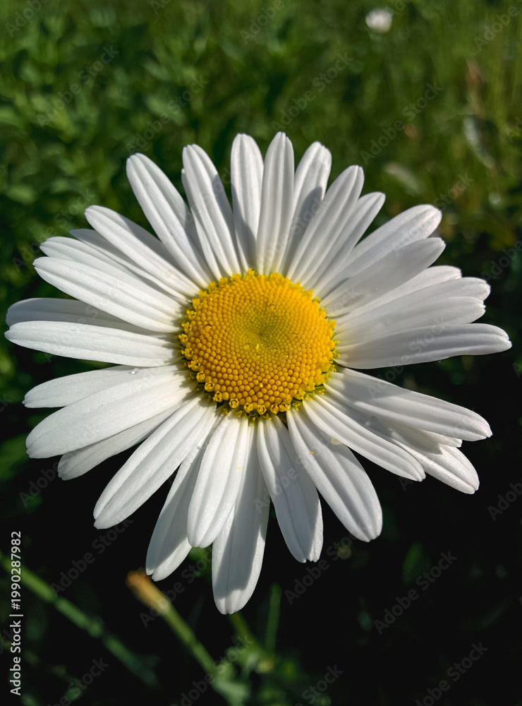 Fototapeta premium A close-up of a single daisy flower with white petals and a yellow center against a green blurred background