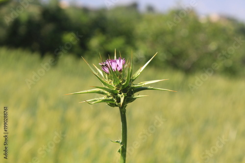  Milk Thistle (Silybum marianum) and  its spiny bracts and purple flower head. 