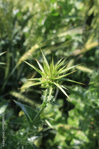  Milk Thistle (Silybum marianum) and  its spiny bracts and purple flower head. 