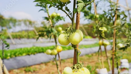 Fresh organic cherry tomatoes ripening on a green vine in a sunny vegetable garden. Vibrant cluster of orange and green tomatoes growing outdoors 