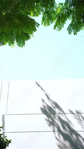 Minimalist shot of green leaves and delicate shadows cast on a white wall against a clear light blue sky. Clean aesthetic background with ample copy space for summer or nature themes.