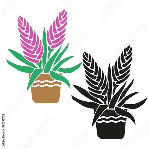 Houseplant Pink Tillandsia Cyanea Flowers in a pot, set with colorful and black silhouette styles, modern tropical indoor plant stylized vector illustration isolated on white background