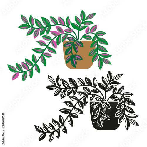 Potted Plant Tradescantia with Green and Pink Leaves houseplant in pot, set with colorful and black silhouette styles, modern tropical indoor plant stylized vector illustration isolated on white backg