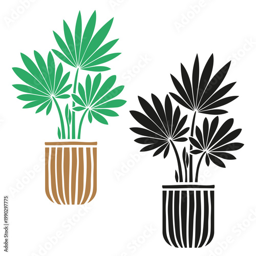 Chinese fan palm houseplant in pot, set with colorful and black silhouette styles, modern tropical indoor plant stylized vector illustration isolated on white background