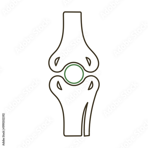Anatomical illustration of the human patella and distal femur articulation