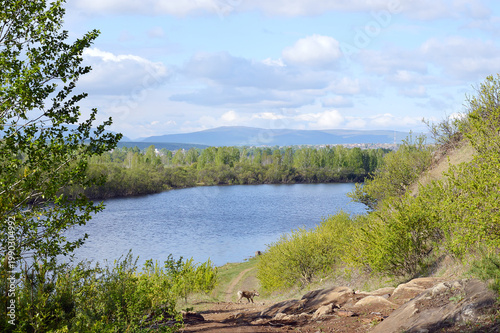 Dog walks in nature. A river with a rocky shore against the backdrop of the blue Sayan Mountains.