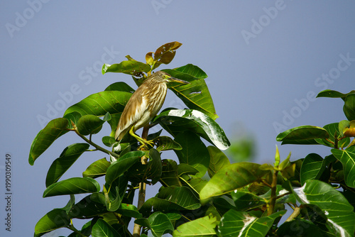 Wildlife - birds. The Squacco Heron (Ardeola ralloides) is the smallest species of heron. It lives in reed beds along the banks of marshes, lakes and rivers. It feeds mainly on aquatic insects.